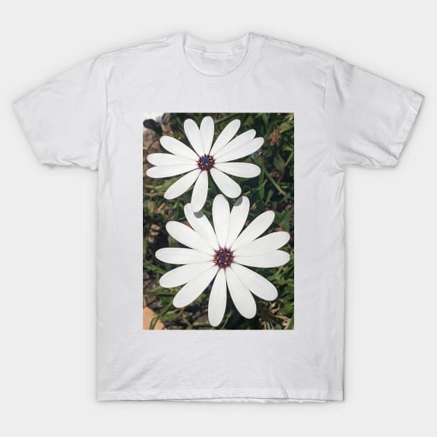 Blossoming White Osteospermum Flowers T-Shirt by PLANTONE